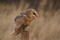 Barn Owl Royalty Free Stock Photo