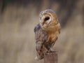 Barn Owl Royalty Free Stock Photo