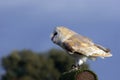 Barn Owl