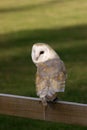 Barn Owl Royalty Free Stock Photo