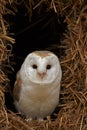 Barn Owl Royalty Free Stock Photo