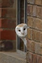 Barn Owl Royalty Free Stock Photo