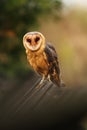 Barn Owl