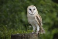 Barn owl Royalty Free Stock Photo