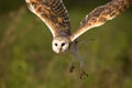 Barn Owl Royalty Free Stock Photo