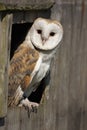 Barn Owl Royalty Free Stock Photo