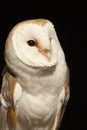 Barn Owl Royalty Free Stock Photo