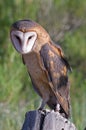 Barn Owl