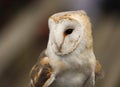 Barn Owl