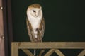 Barn Owl