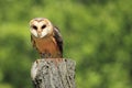 Barn owl Royalty Free Stock Photo