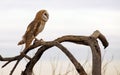 Barn Owl