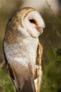 Barn Owl Royalty Free Stock Photo