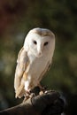 A Barn Owl Royalty Free Stock Photo