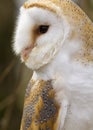 Barn Owl