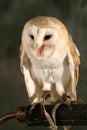 Barn Owl Royalty Free Stock Photo