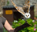 Barn owl Royalty Free Stock Photo