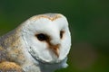 Barn owl Royalty Free Stock Photo