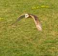 Barn Owl Royalty Free Stock Photo