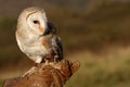 Barn Owl Royalty Free Stock Photo