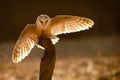 Barn owl Royalty Free Stock Photo