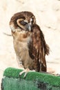 Barn owl African