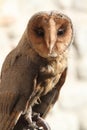 Barn owl African Royalty Free Stock Photo