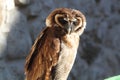 Barn owl African Royalty Free Stock Photo