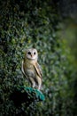 Barn Owl Royalty Free Stock Photo
