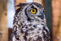 Barn owl