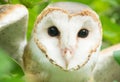 Barn owl Royalty Free Stock Photo