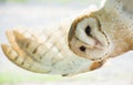 Barn owl Royalty Free Stock Photo