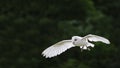 Barn owl bird of prey in falconry display Royalty Free Stock Photo