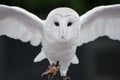 Barn owl bird of prey in falconry display