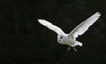 Barn owl bird of prey in falconry display