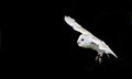 Barn owl bird of prey in falconry display