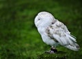 Barn owl bird of prey in falconry display Royalty Free Stock Photo