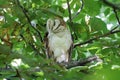 Barn owl bird Royalty Free Stock Photo