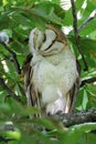Barn owl bird Royalty Free Stock Photo