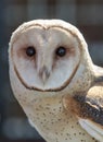 Barn Owl Royalty Free Stock Photo