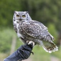 The barn owl - Bubo virginianus - falconry-headed sits on the hands of a falconer