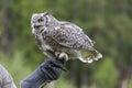 The barn owl - Bubo virginianus - falconry-headed sits on the hands of a falconer
