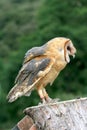 Barn owl calling on tree stump Royalty Free Stock Photo