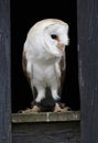 Barn Owl