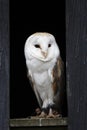 Barn Owl