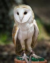 Barn Owl in Captivity