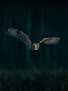 Barn owl captured in mid-flight against the backdrop of a crystal-clear night sky. Royalty Free Stock Photo