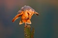 Barn owl with catch mouse. Bird in nice orange light. Autumn forest, beautiful bird. Owl, wildlife animal scene, nature. Orange le