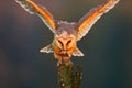 Barn owl with catch mouse. Bird in nice orange light. Autumn forest, beautiful bird. Owl, wildlife animal scene, nature. Orange le Royalty Free Stock Photo