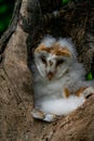 Barn owl chick Tyto alba Royalty Free Stock Photo